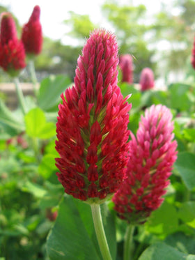 Eretz Tri-Clover foliage forms a natural garden ground cover.