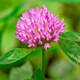 Willamette Valley origin label on seed, Oregon-grown premium quality Tri-Clover.
