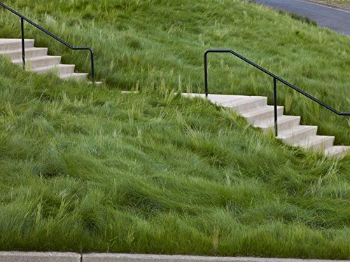 Eretz Weed-free seed with 99.6% purity emphasizes clean lawn establishment.