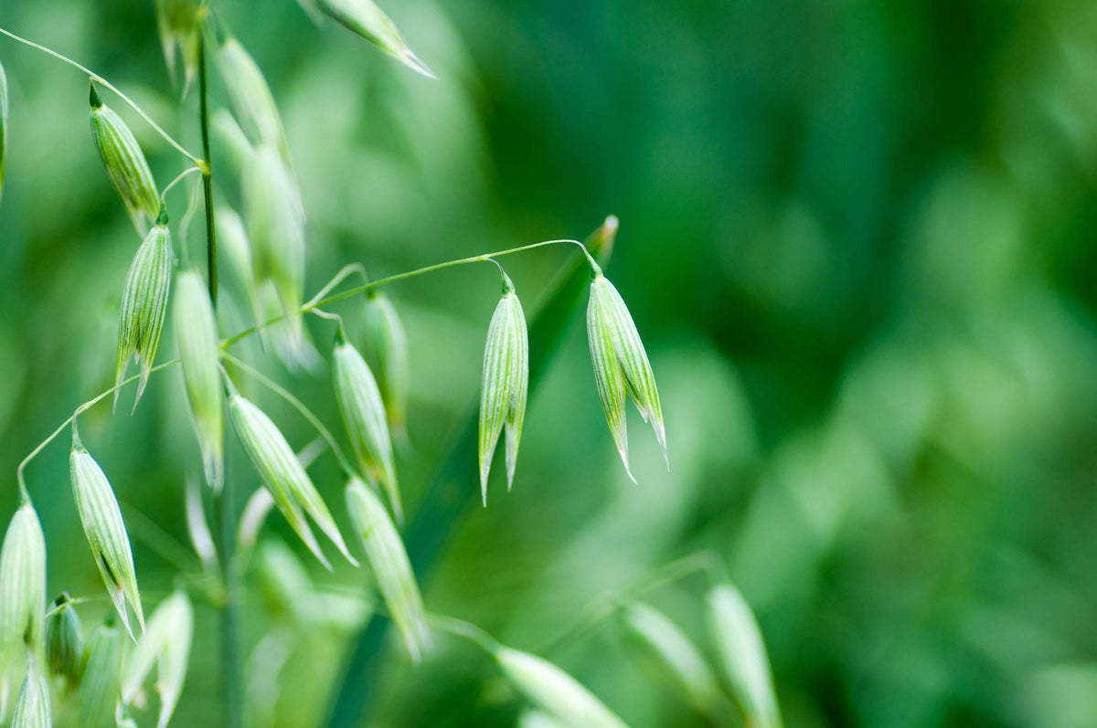 Close-up texture of Eretz White Oat Seed showing quality and purity