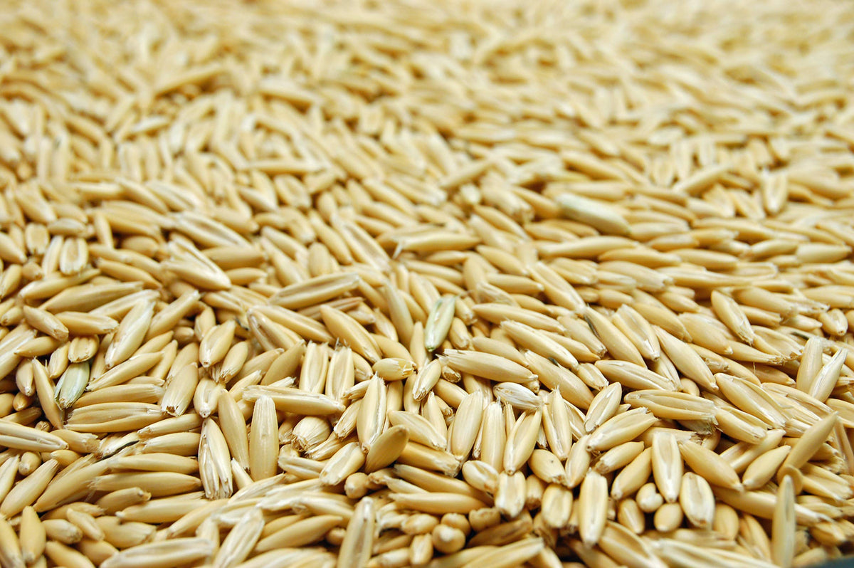 Eretz White Oat Seed field planting—fast-growing forage for domestic and wild animals.
