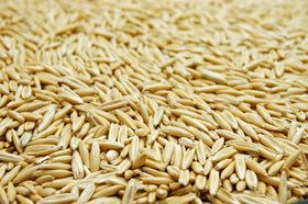 Eretz White Oat Seed green-greens ready for lush grass growth