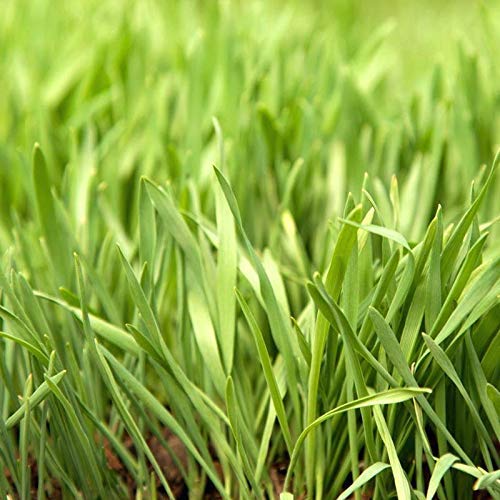 Eretz White Oat Seed sprouting—lush lawn greens and animal feed from quality oats.