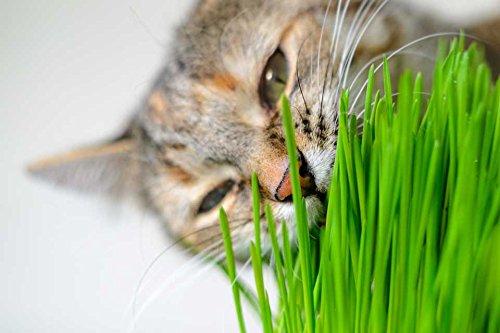 Eretz White Oat Seed straw-hay visual hints at forage and soil stability