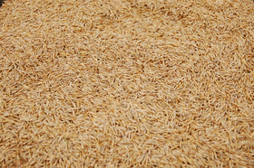 Eretz Willamette Valley grown seed field shows natural vigor and purity.