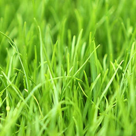 Eretz Willamette Valley ryegrass seed field shows lush lawn potential.