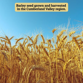 Horse being fed Ernst Grain & Livestock barley seeds, versatile feed option