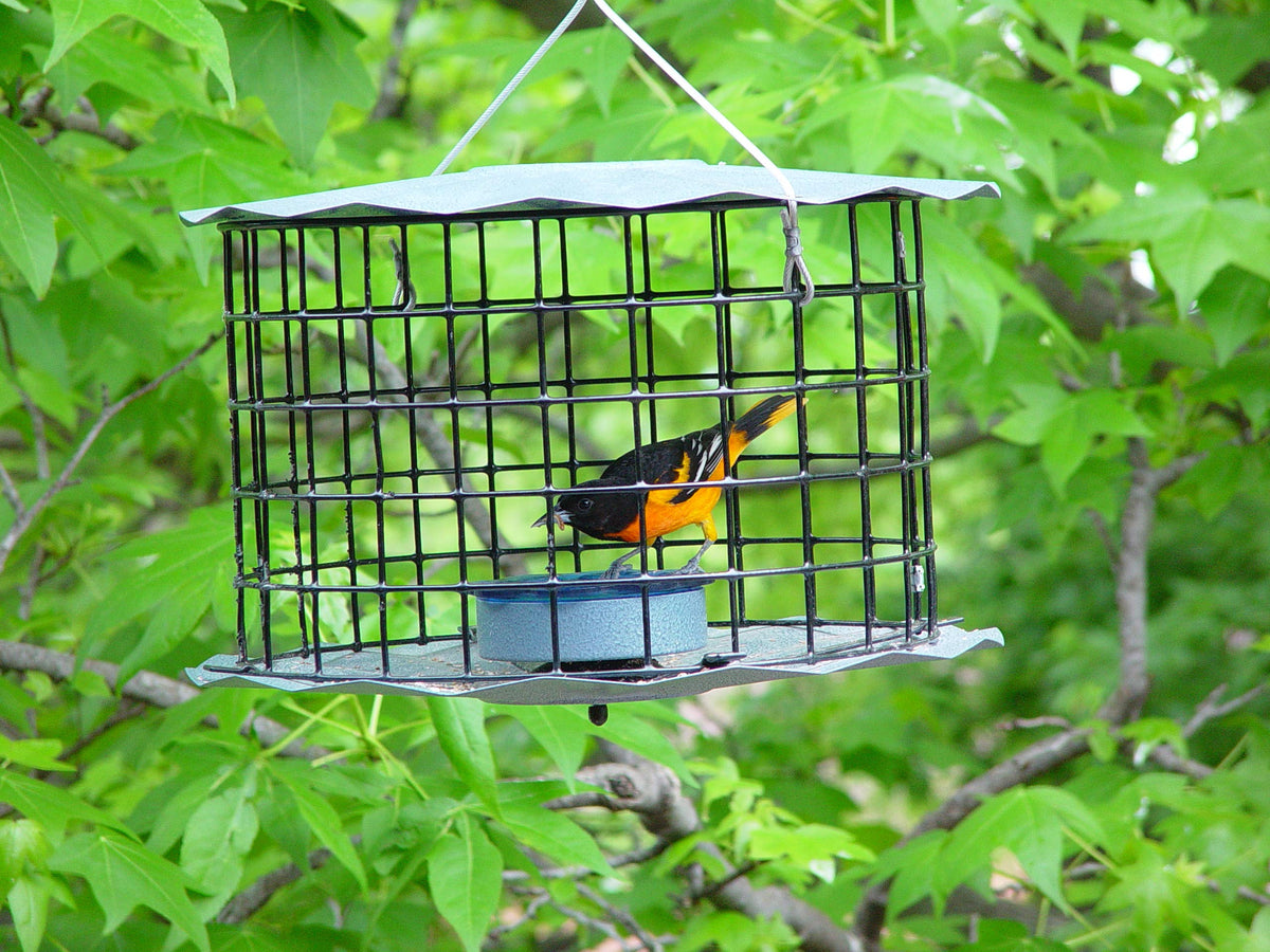 Close up of barrier guard on Erva feeder deterring pests