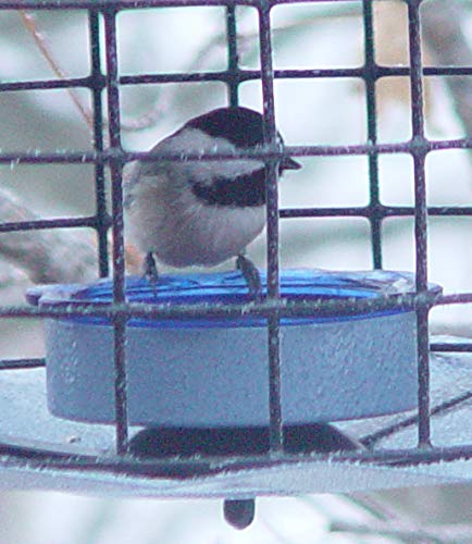 Blue powder coated finish on Erva feeder resists weathering