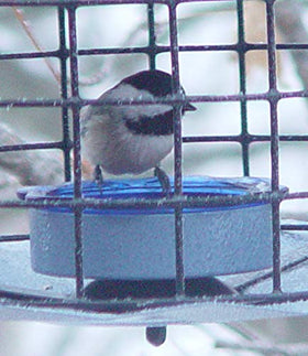 Blue powder coated finish on Erva feeder resists weathering