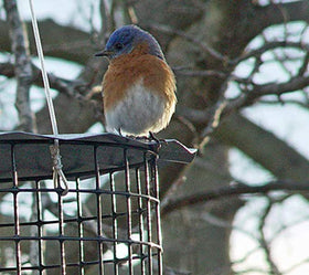 Erva feeder with blue glass mealworm cup draws bluebirds