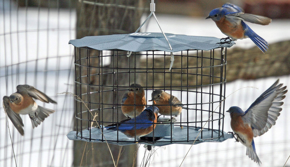 Dishwasher safe glass cup on Erva feeder for easy refills