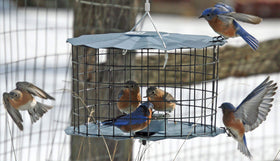 Dishwasher safe glass cup on Erva feeder for easy refills