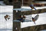Hang or pole mount Erva feeder in a yard setting
