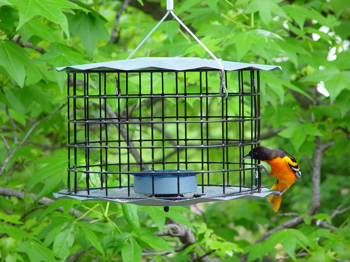 Outdoor bird watching with Erva feeder and visiting bluebirds