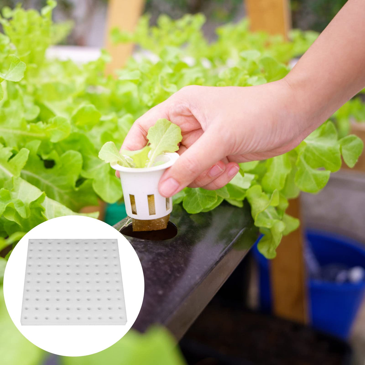 Eshylala sponge ideal for vegetable planting bases and cuttings.