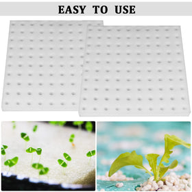 Predrilled holes on Eshylala sponge ease propagation and transplanting.