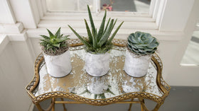 Espoma combo pack photo of soil and liquid fertilizer for cactus care