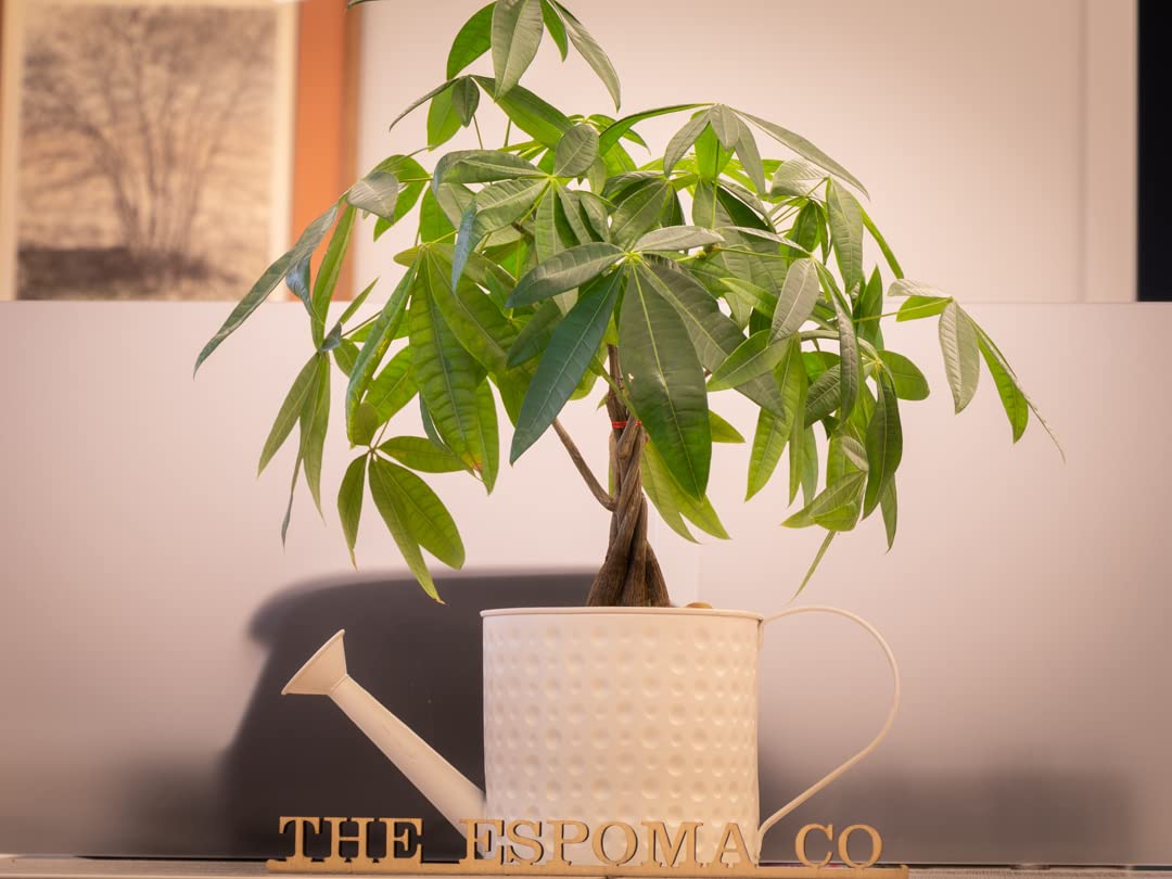 Espoma houseplants featuring various species image shows suitable use for fiddle leaf fig and monstera