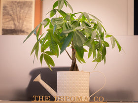 Espoma houseplants featuring various species image shows suitable use for fiddle leaf fig and monstera