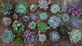 Espoma repotting and transplant readiness for new containers.