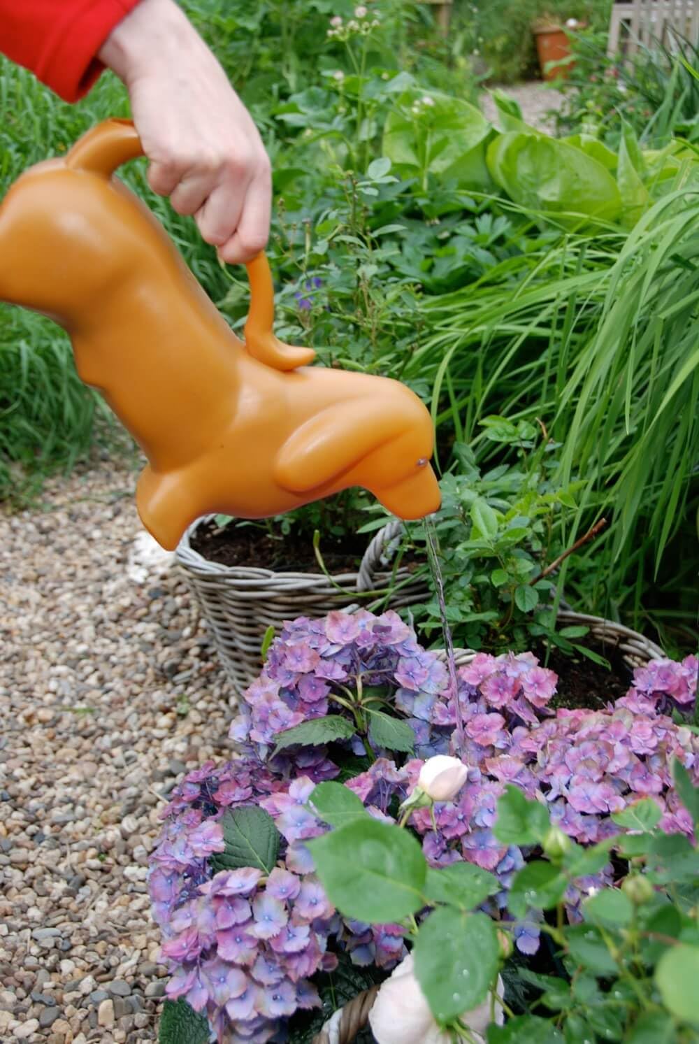 Close-up pour spout on the dachshund can for controlled watering