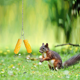 Essilnn stainless-steel squirrel feeder assembly for secure feeding
