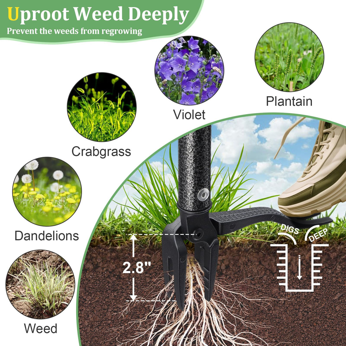 Sturdy metal head tackles dandelions and thistles without harming nearby plants