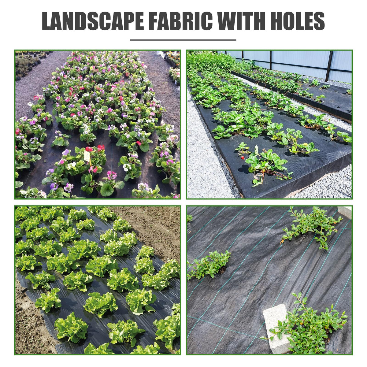 Laying fabric on a garden path for clean pathways.