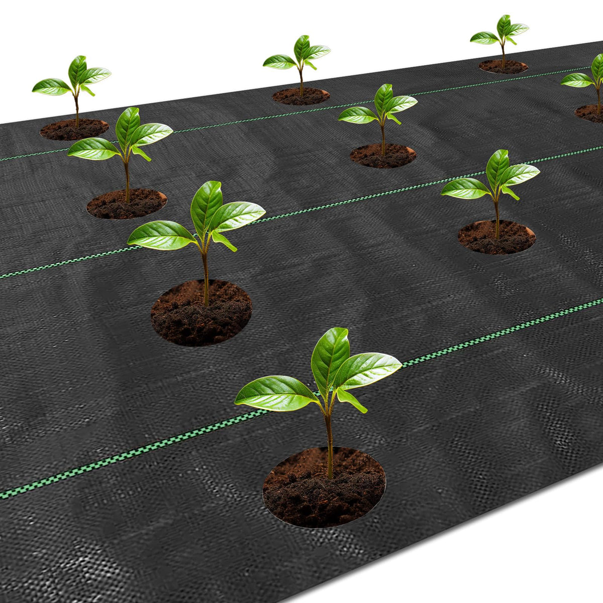 Raised beds use Etnorsu fabric for neat rows and soil separation.