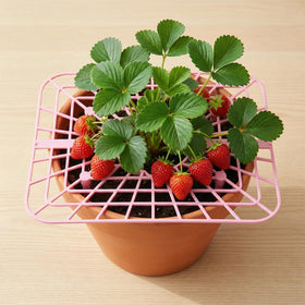 Etnorsu strawberry trellis system improves plant layout for harvest planning.