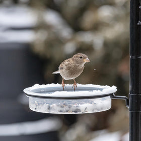 EupHHonycs outdoor feeding station white supports multiple feeding options