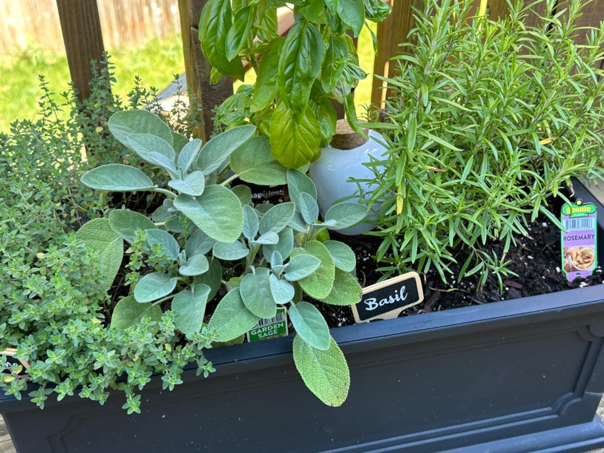 Everbrook terracotta Olla pot setup demonstrates direct root watering.
