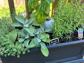 Everbrook terracotta Olla pot setup demonstrates direct root watering.