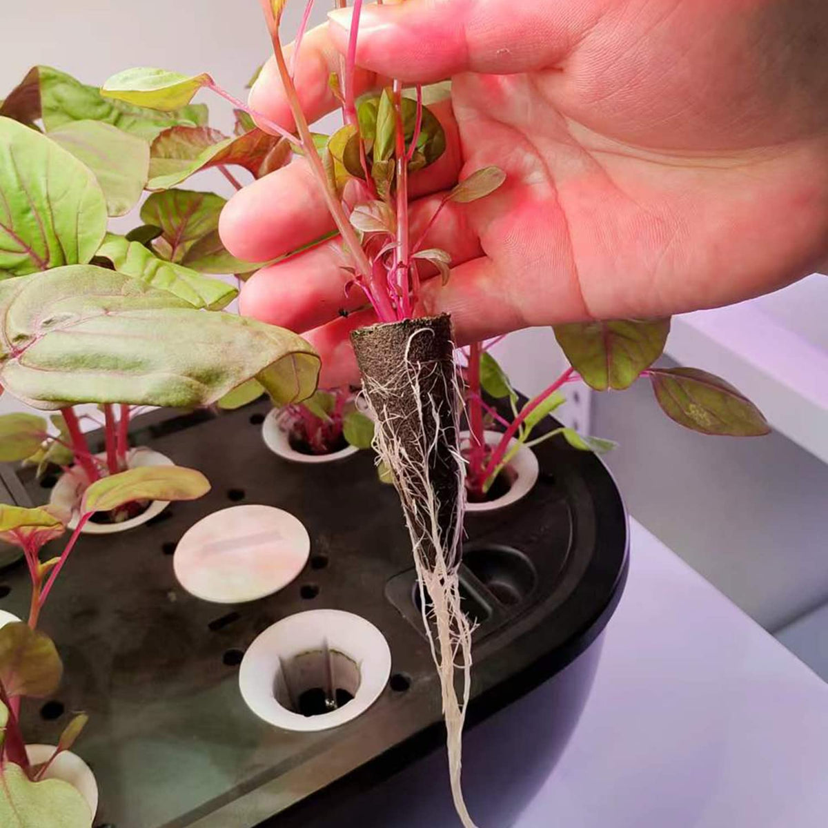 EVERECOO starter pods with sponges support efficient germination and seedling growth.
