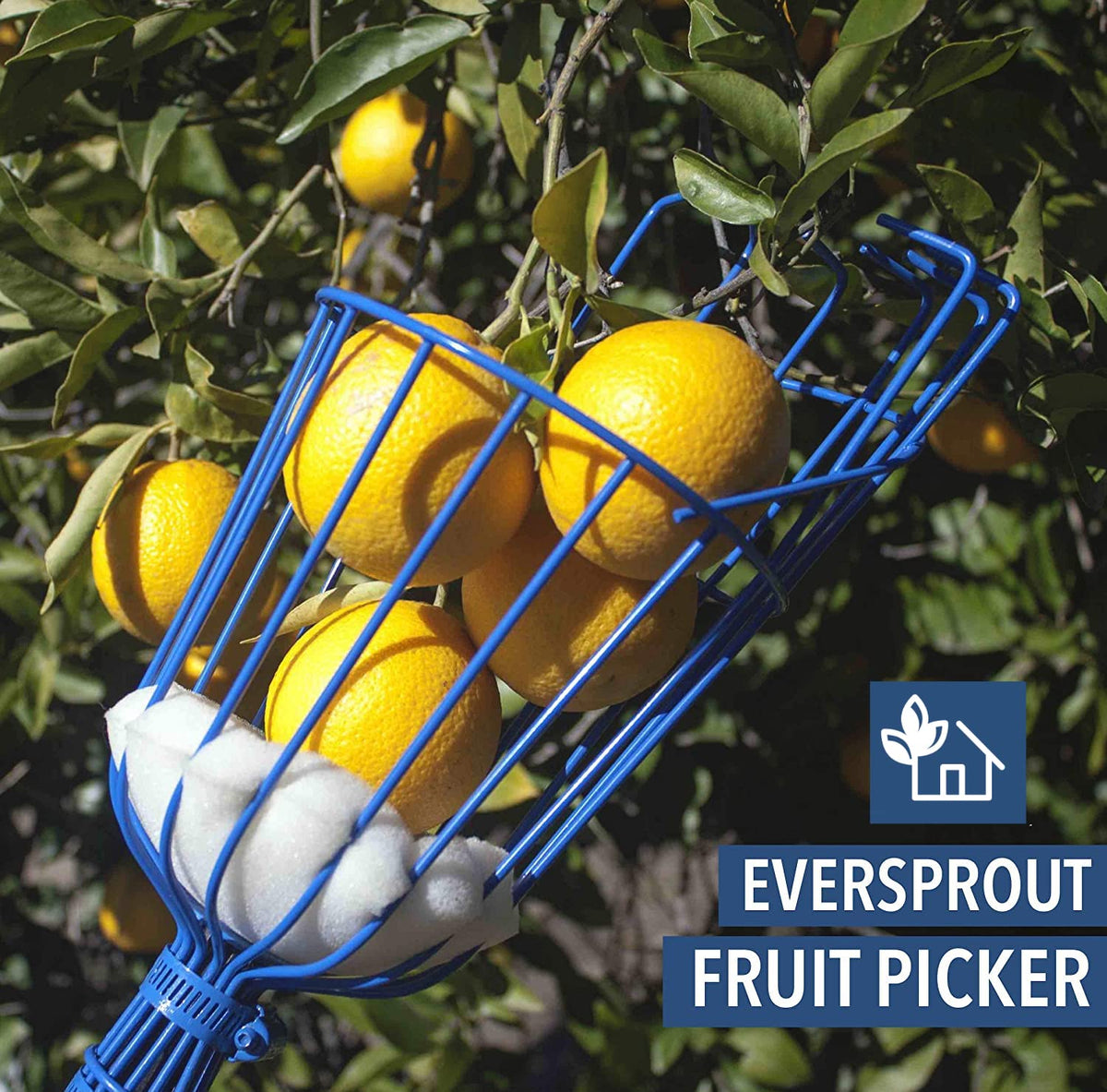EVERSPROUT basket diameter 5.6 inches fits mid size fruit securely