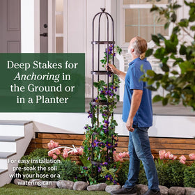 Evergreen Garden ideal for indoor sunrooms or covered patios.