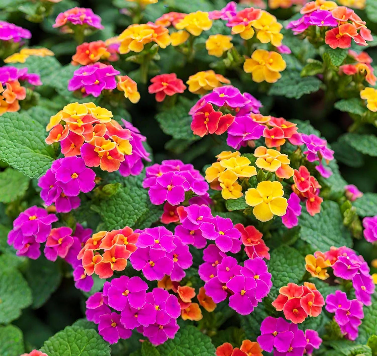BuggyBeds evergreen lantana shrub reaches 3-6 ft in sun