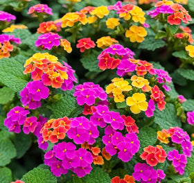 BuggyBeds evergreen lantana shrub reaches 3-6 ft in sun