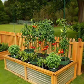 EWENYS rings used indoors and outdoors on tomatoes and peppers.