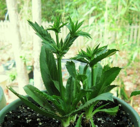 Exotic Cactus Collection culantro seed closeup — bright aroma ideal for marinades and salsas.