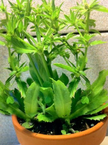 Exotic Cactus Collection culantro seed packet — fresh spice for Latin dishes and vibrant herb garden.