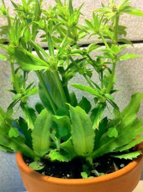 Exotic Cactus Collection culantro seed packet — fresh spice for Latin dishes and vibrant herb garden.