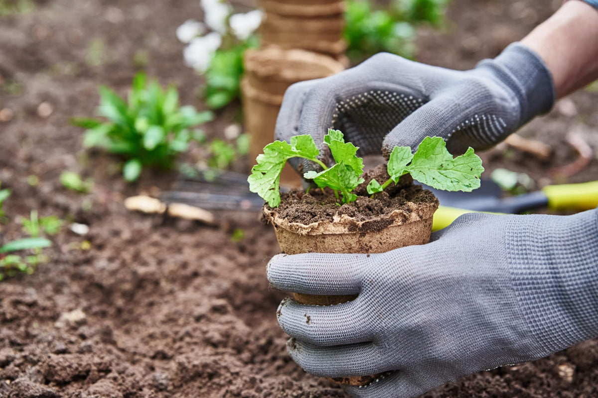Fabiacci bulk pots ideal for greenhouse use and classroom projects.