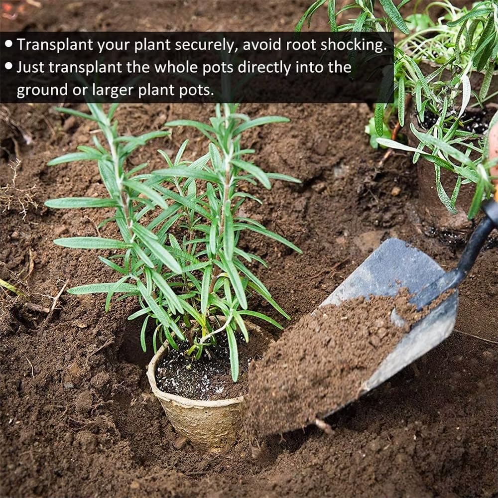 Fabiacci transplant ready pots demonstrate hassle free garden transplanting.