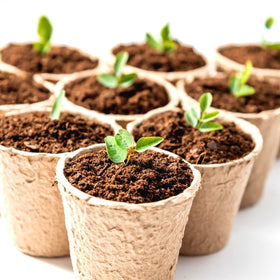 Fabiacci plant starting pots shown in soil illustrate easy biodegradation.