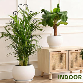 FAFTFTDY trellis setup supports ivy, pothos, and monstera in one arrangement.