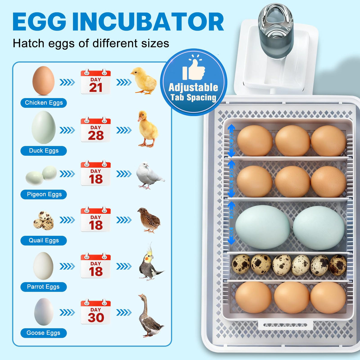 Failenfeivp incubator with automatic egg turner for even heat distribution.