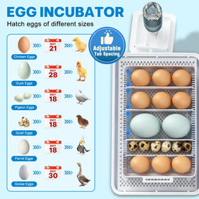 Failenfeivp incubator with automatic egg turner for even heat distribution.