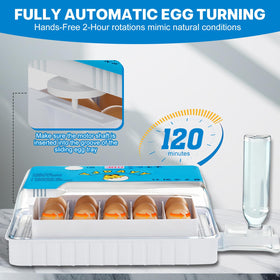 Failenfeivp incubator LED candle view shows embryo development.